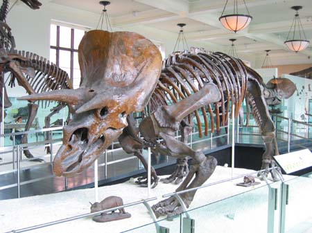 2003-03-21 043 Triceratops