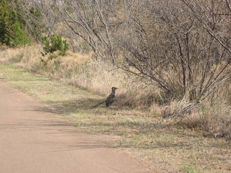 2004-03-24 212 Road Runner